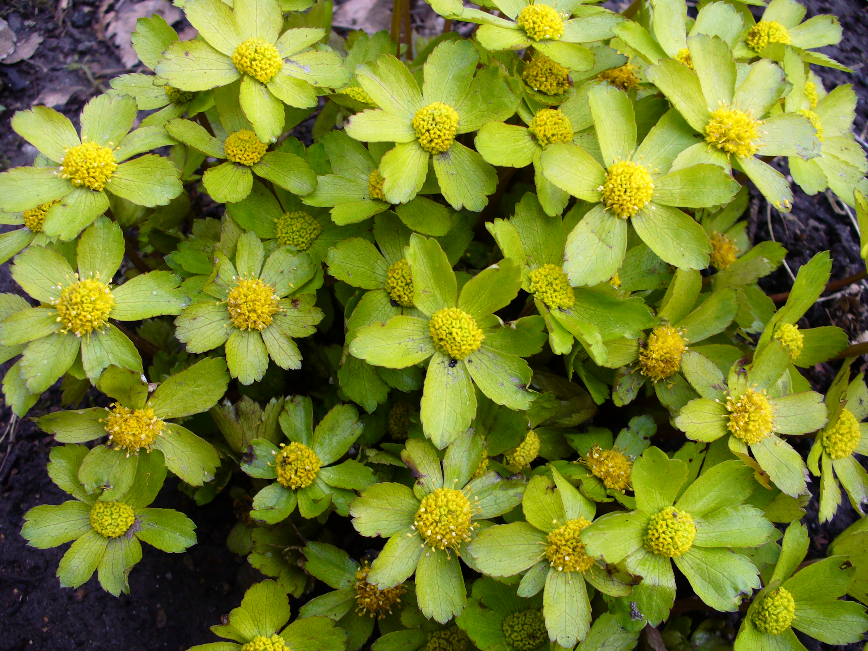 Těšínské kvítko